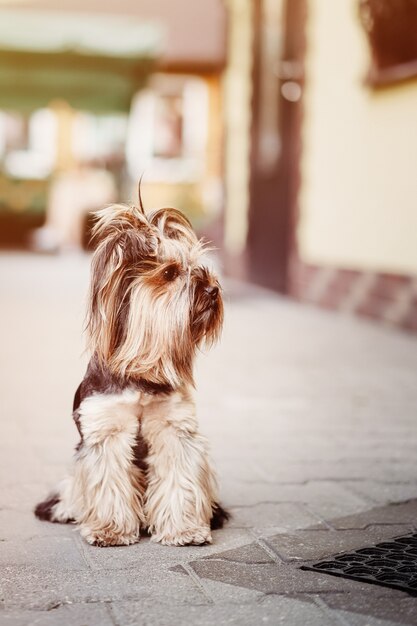 El perro terrier solitario está esperando fielmente al dueño en la puerta de la calle. Concepto de mascotas