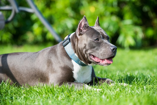 Perro terrier de staffordshire americano de pelo azul lindo