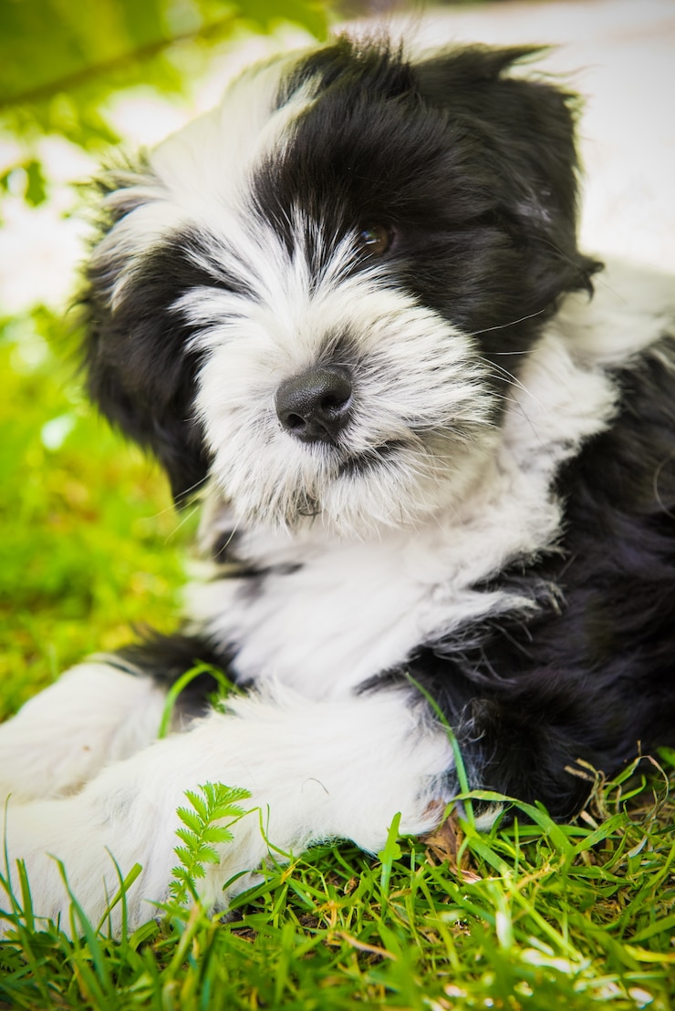 Foto perro terrier tibetano divertido blanco en la naturaleza