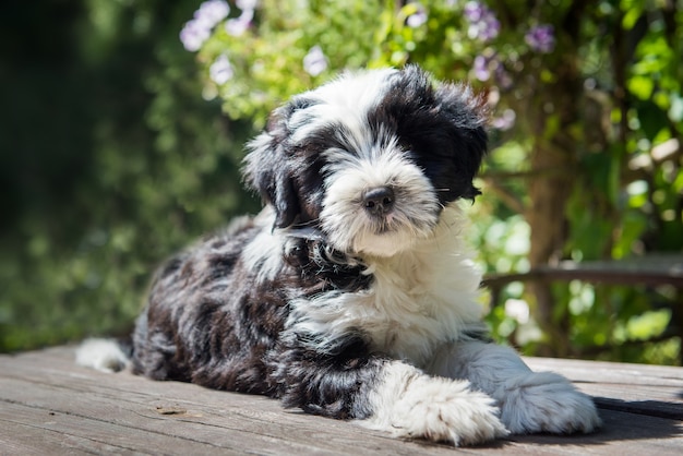 Perro terrier tibetano divertido blanco en la naturaleza