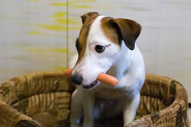 El perro tiene en la boca una salchicha.