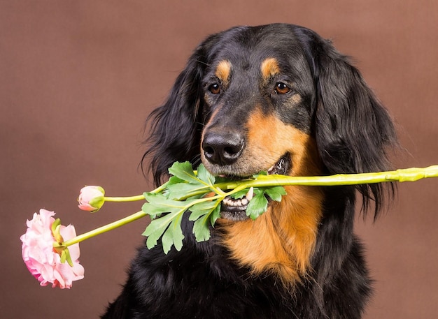 El perro tiene una flor en los dientes.