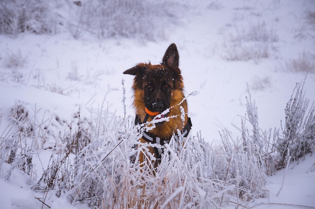 Perro en tierra cubierta de nieve