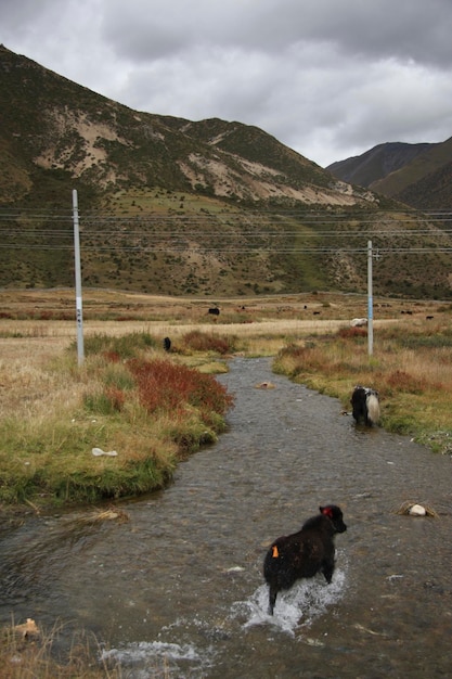 Foto perro en una tierra