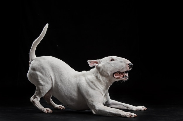 Perro tipo Bull Terrier sobre fondo negro studio