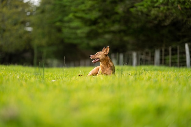 Un perro tirado en un campo de hierba.