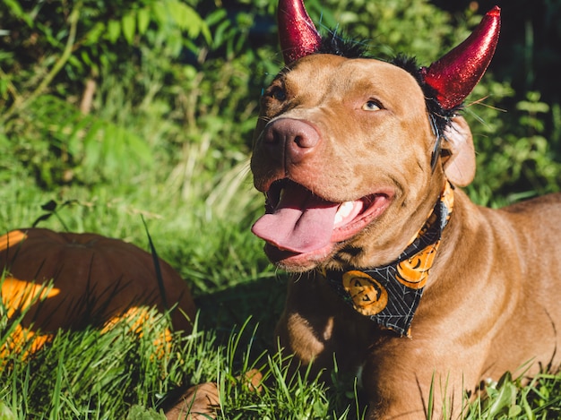 Perro tirado en el césped con una calabaza