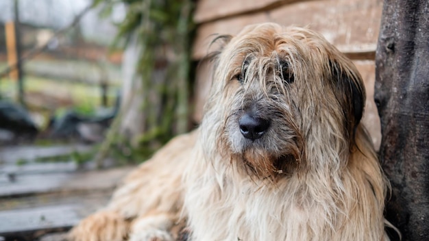 Un perro tirado en el suelo cerca de la casa de madera.