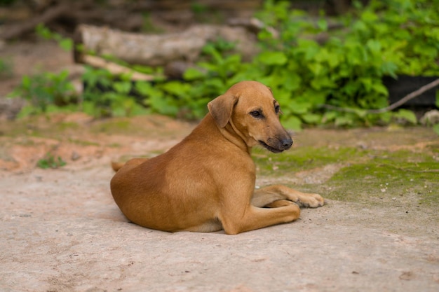 Perro tirado en el suelo