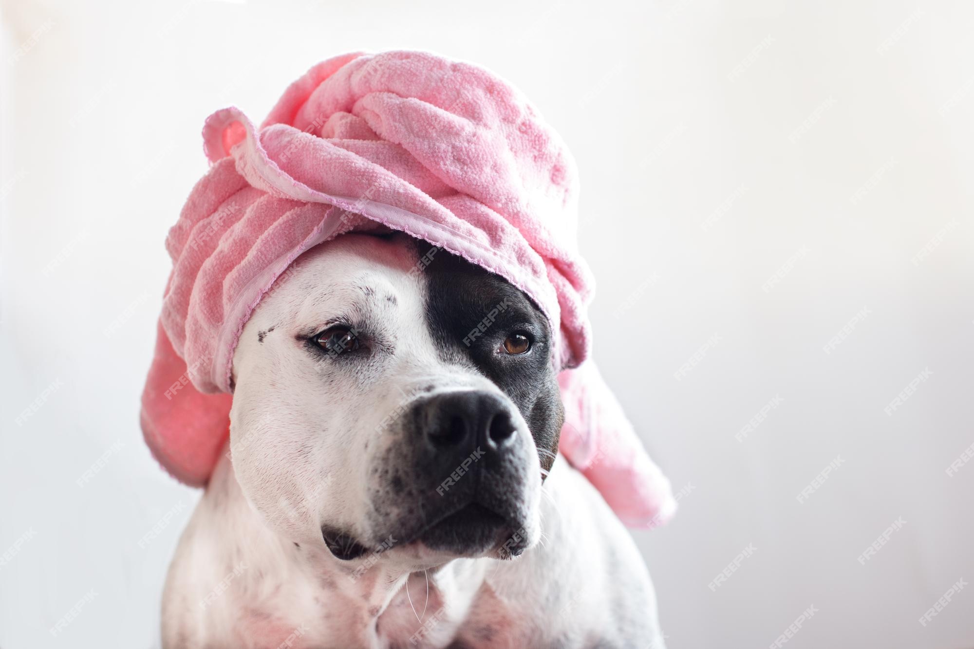 He reconocido Residencia calificación Un perro con una toalla de baño o un sombrero stafford estadounidense  divertido | Foto Premium