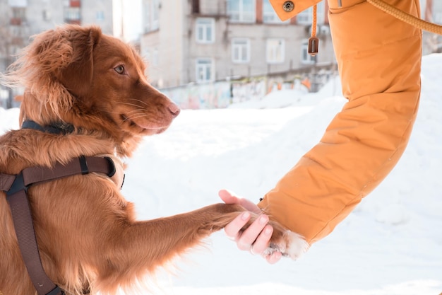 Perro Toller dando pata al dueño caminando en la ciudad de invierno