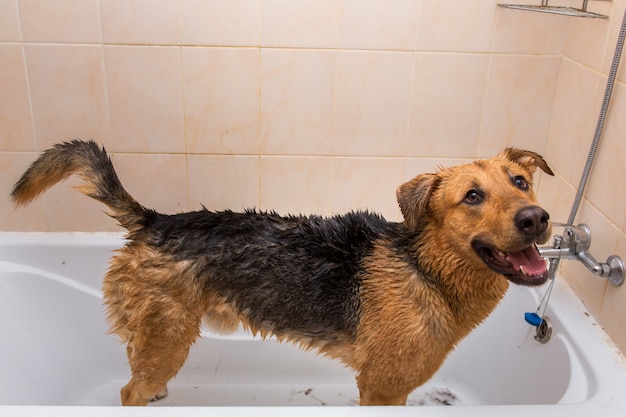 Perro tomando un baño en una bañera
