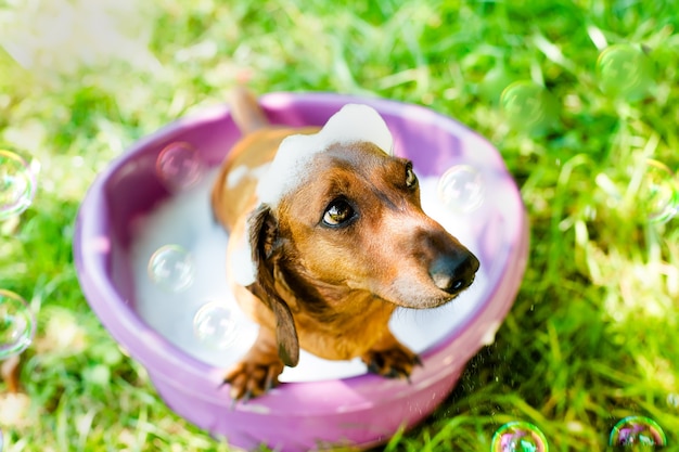 Perro tomando un baño en un lavabo