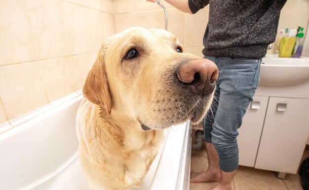 Un perro tomando una ducha con agua y jabón.