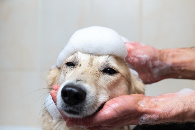 Un perro tomando una ducha con agua y jabón.