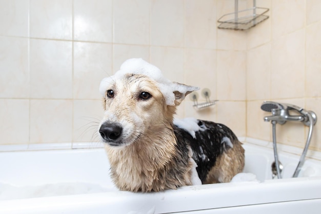 Un perro tomando una ducha con agua y jabón.