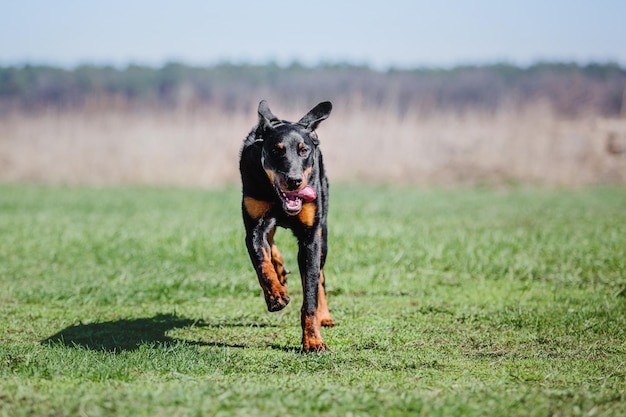 perro de trabajo Entrenamiento canino. policía, perro guardián