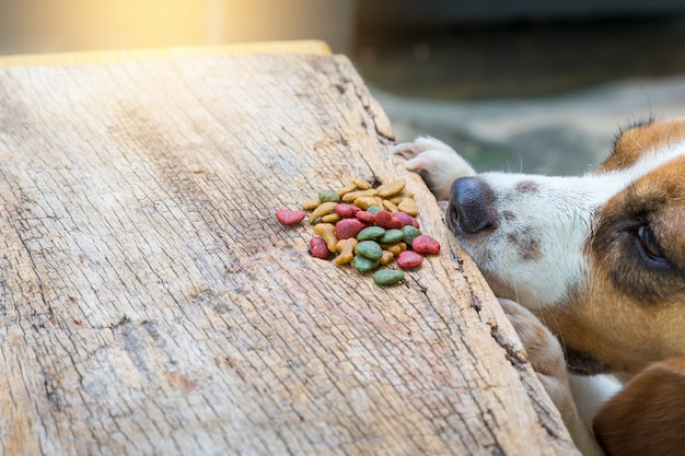 Foto un perro está tratando de comer comida en una mesa de madera, perros beagle.