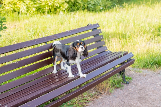 Perro tricolor en un banco Cavalier king charles spaniel en el parque cachorro spaniel pequeño perro yace en un banco marrón en el parque natural clima soleado