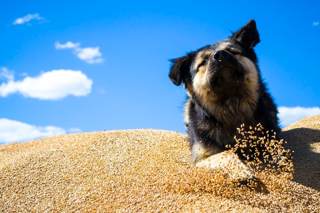 perro en el trigoel mestizo se encuentra en el vigilante de guardias de grano