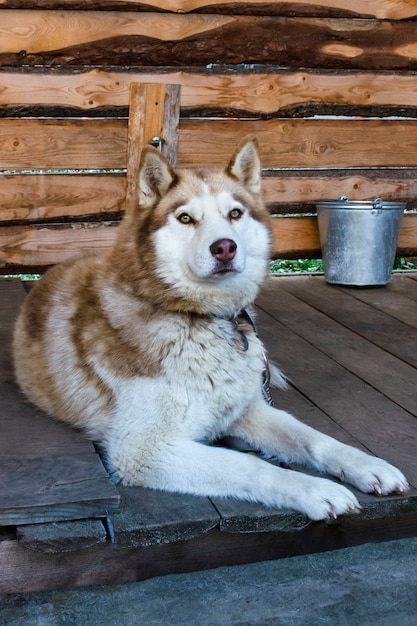 El perro de trineo está acostado y mirando recto. Husky o malamute. Pajarera.