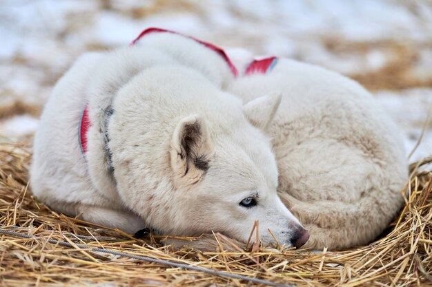 Perro de trineo Husky se encuentra en estaca de paja