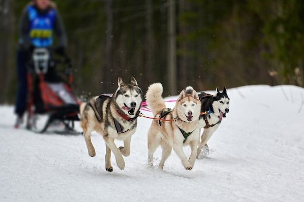 Perro de trineo Husky mushing en invierno