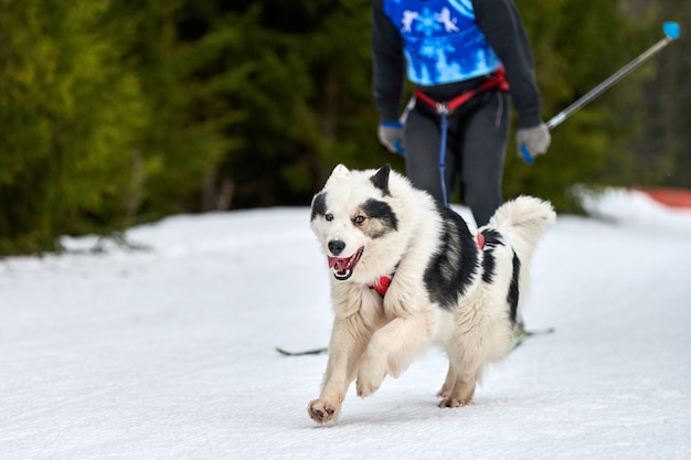 Perro de trineo Husky tirando musher en esquís