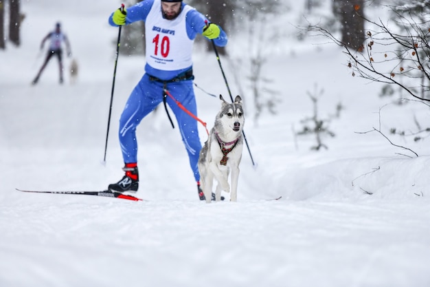 Perro de trineo Husky tirando musher en esquís