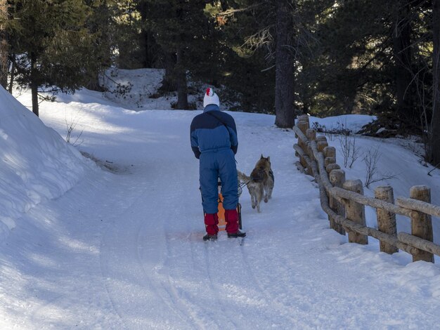 Perro de trineo en las montañas nevadas