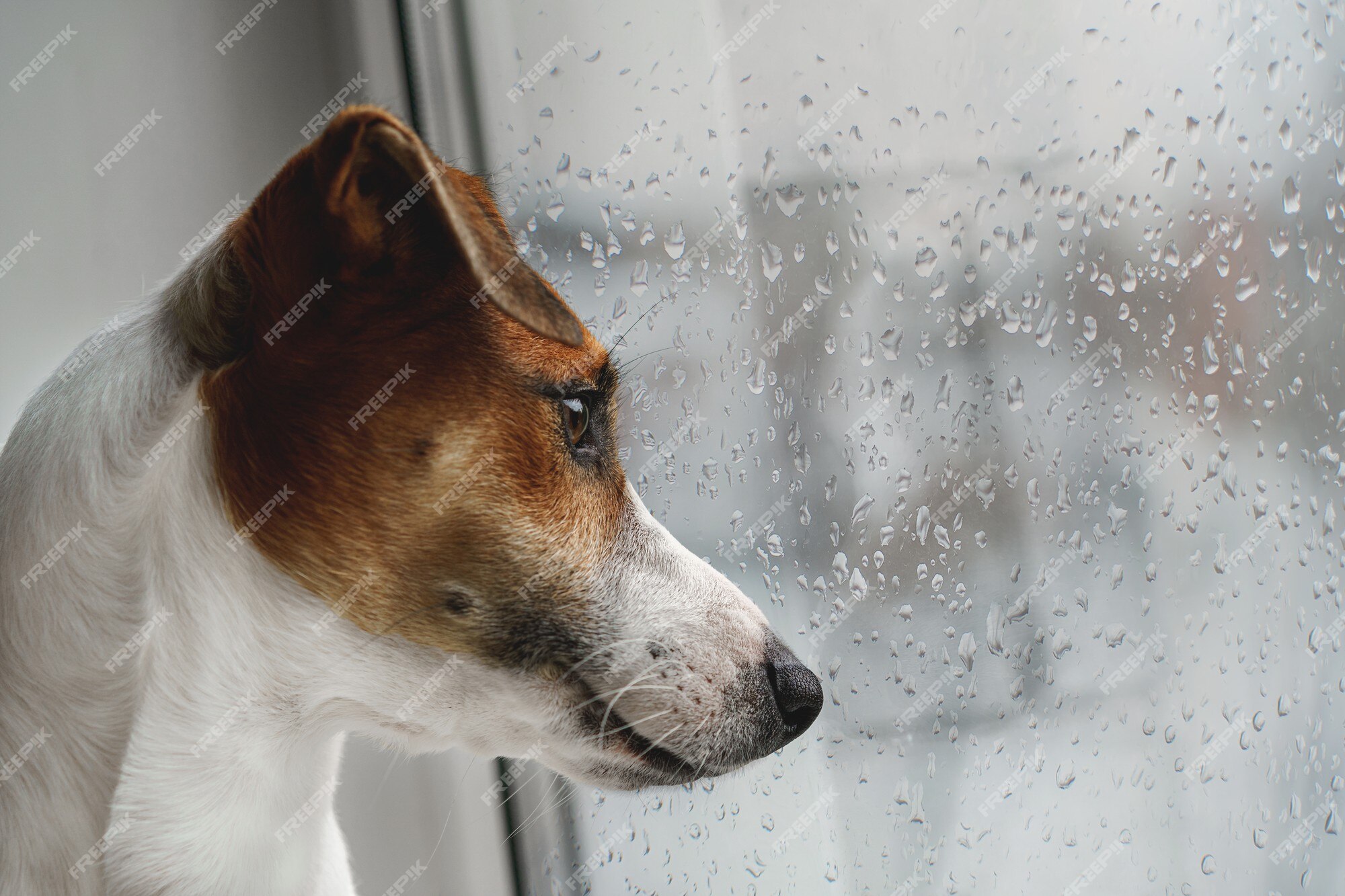 perro-triste-acostado-ventana-esperando-al-dueno_78949-754