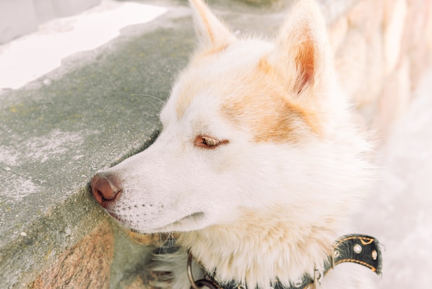 Perro triste en una cadena