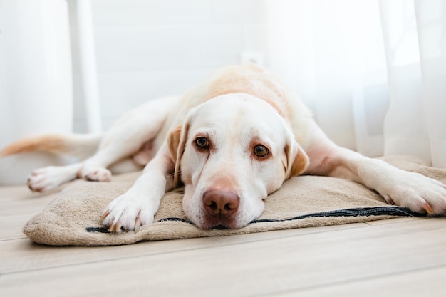 Perro triste en casa Perro perdiguero de Labrador acostado