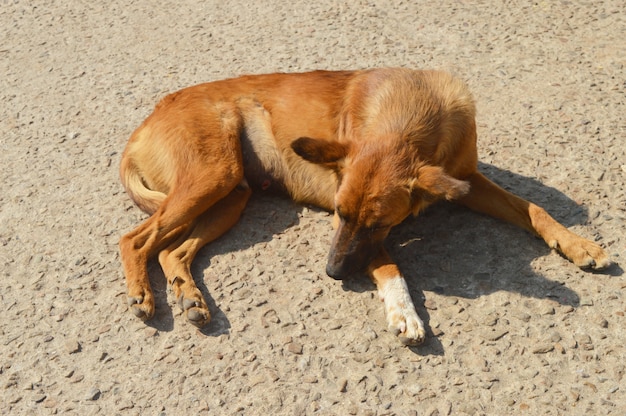 Perro triste durmiendo en la carretera