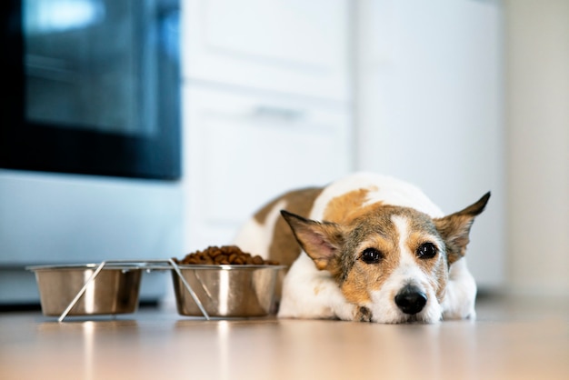 Perro triste infeliz se encuentra delante de un plato de comida seca concepto de negativa a comer comida para mascotas veterina ...