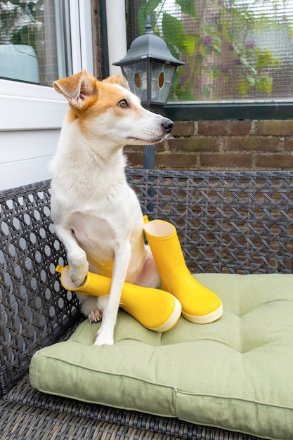 Foto el perro triste está sentado en el jardín en el sofá con botas amarillas jardín de otoño