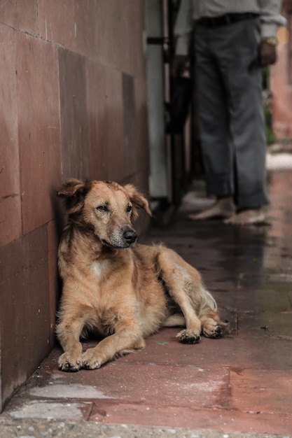 Foto perro triste sentado en el suelo