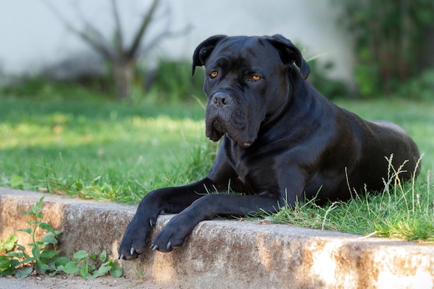 Perro triste yace en la hierba y protege la casa de los anfitriones.