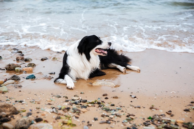 Perro tumbado y relajándose en la playa