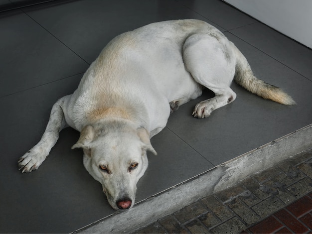 Un perro tumbado en el suelo mirando a la cámara