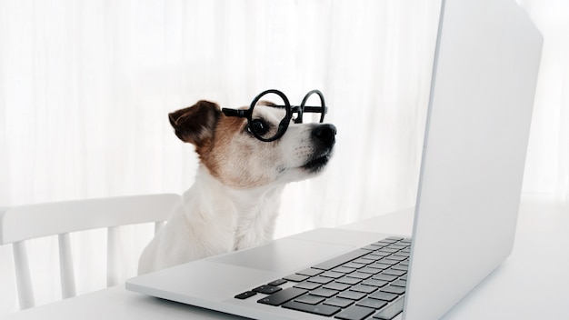 Perro usando la computadora en el teclado del ordenador portátil gafas nerd