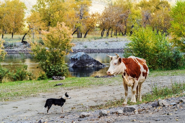 Un perro y una vaca se miran mientras están parados en la orilla de un río en un desfiladero de montaña de otoño