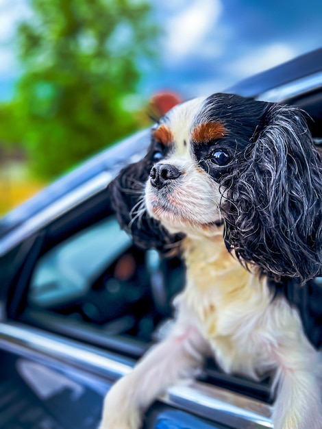 perro en la ventana