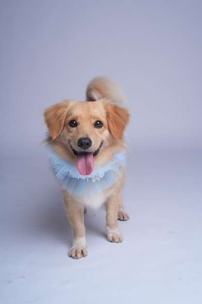 un perro con un vestido azul con un cuello azul