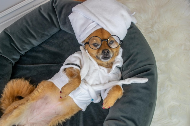 Foto perro con vestido blanco