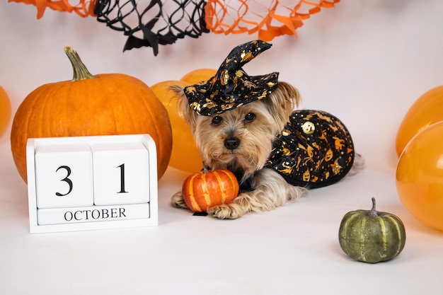 Perro vestido de bruja, calendario de madera 31 de octubre, calabazas y globos, vacaciones, publicidad.