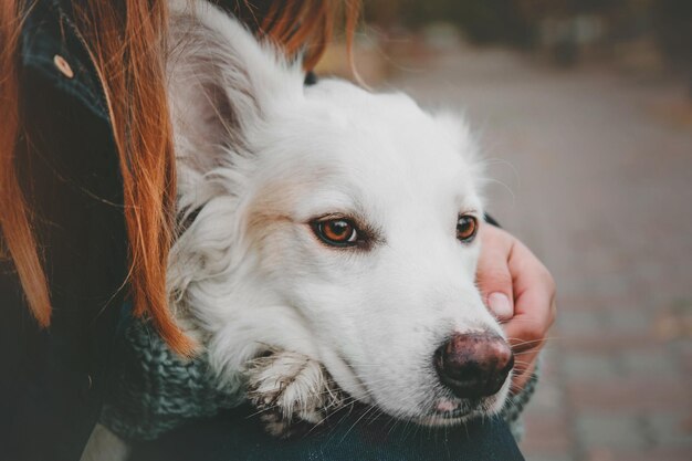 Un perro vestido con una bufanda en la temporada de otoño.