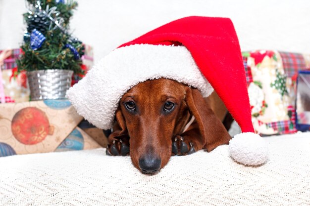 Perro vestido de Navidad de año nuevo