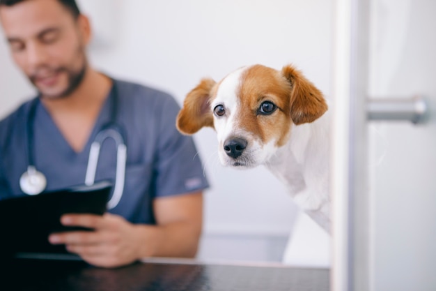 Perro y veterinario con buenos resultados médicos.