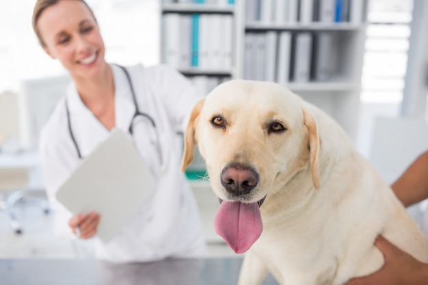 Perro con veterinario femenino